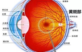 近视与干眼症：辨析与护眼之道